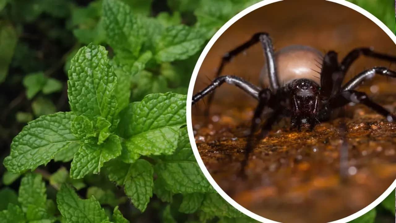 Jak pozbyć się niechcianego gościa z domu bez konfliktów i stresu