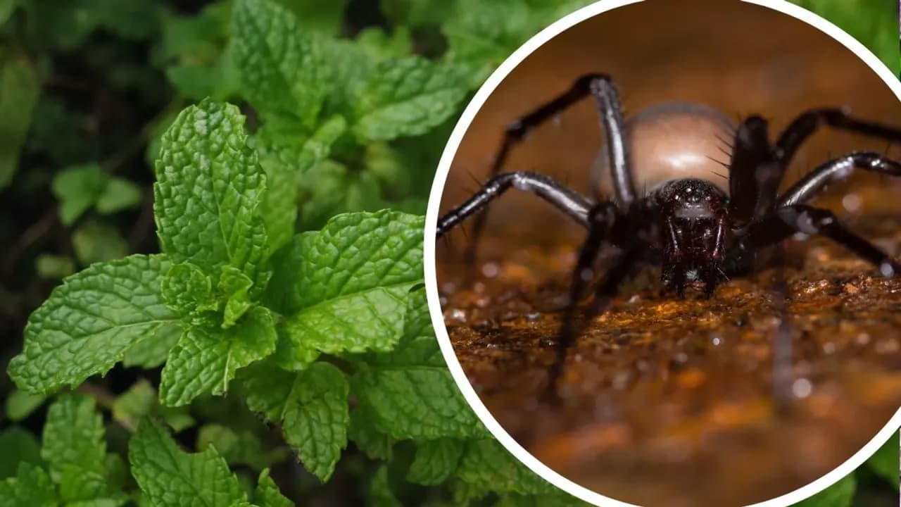 Jak pozbyć się niechcianego gościa z domu bez konfliktów i stresu