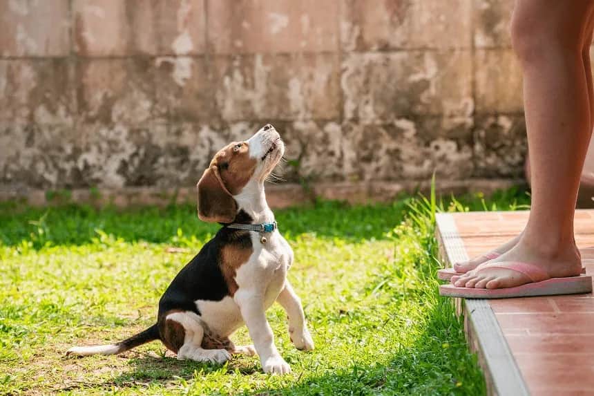 Jak oduczyć psa skakania na gości i poprawić jego zachowanie